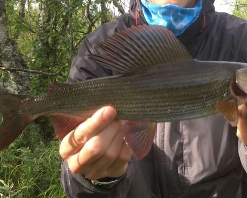 Catching grayling in Lapland