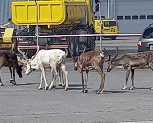 Hurtigruten, Norjan vuonoristeily. Osa 1: Mat...