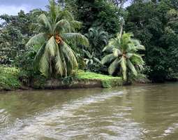 Rainforest Canal Cruising in Costa Rica
