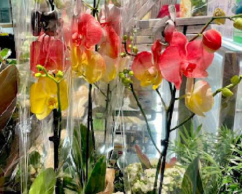 Kysymys orkidealajikkeista tietäville!