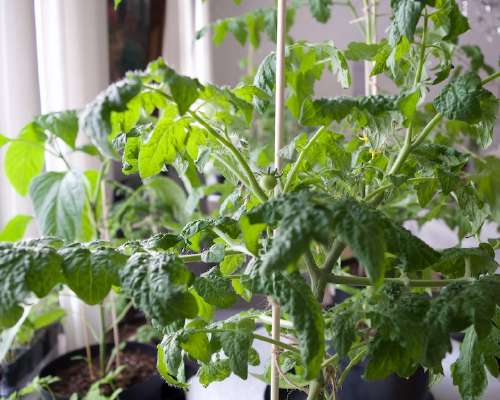 Viidakkotunnelmia ja kasvava tomaatti