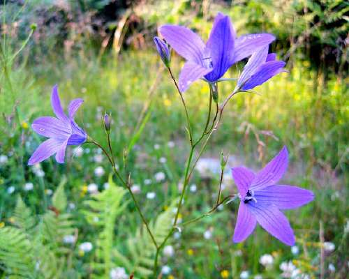 Violetti, voimaväri