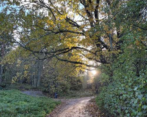 The Oak Tree