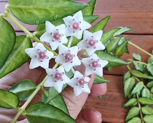 Hoya bella 'Lida Buis' kukkii