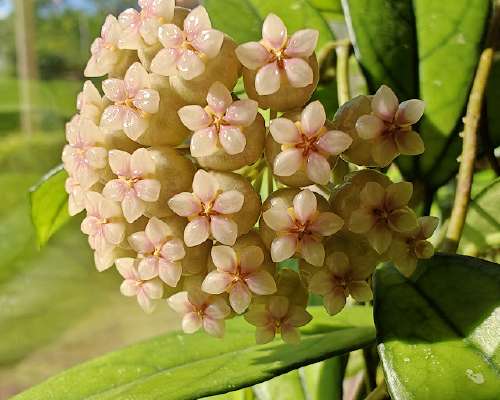 Hoya crassipetiolata kukkii