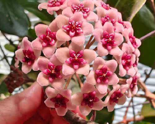 Hoya obovata kukkii