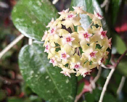 Hoya parasitica kukkii