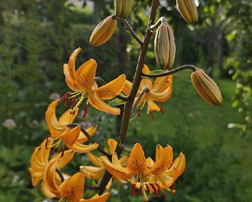 Lilium hansonii eli täplälilja