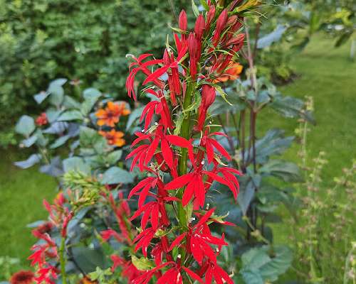 Lobeliat cardinalis ja siphilitica