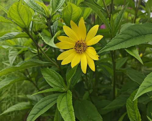 Takapihan jättiläinen 'Lemon Queen'