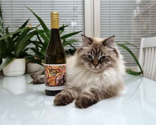 DeAlto Rioja y Más Gatito Loco Rioja Blanca 2020