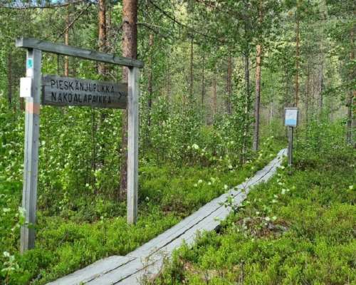 Pieskänjupukan näköalapolku Pellossa