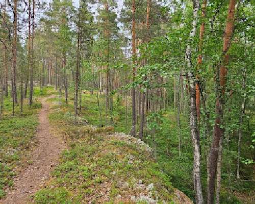 Salonsaaren luontopolku Asikkalassa