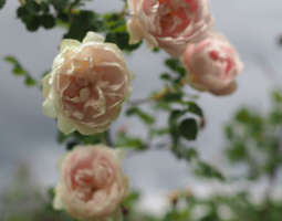 Hatanpään arboretum - Ruusujen lumossa