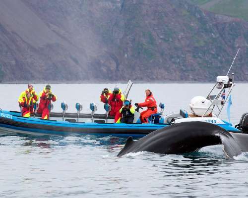 Dónde avistar ballenas y delfines en Europa: ...