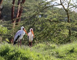 Naivasha – kylä Afrikassa