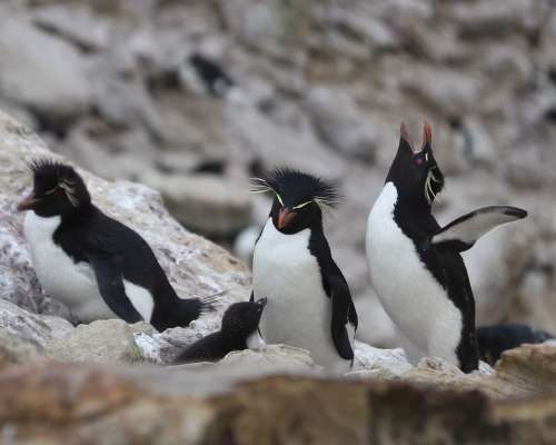 Upeat Falklandinsaaret – kuin suoraan luontod...