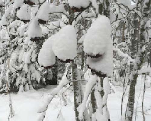 Kunniamerkki jäi puuttumaan!