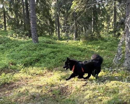Someron Koirametsä dog forest: Where dogs and...