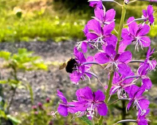 Why fireweed is better than large-leaved lupi...