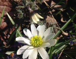 Anemone blanda 