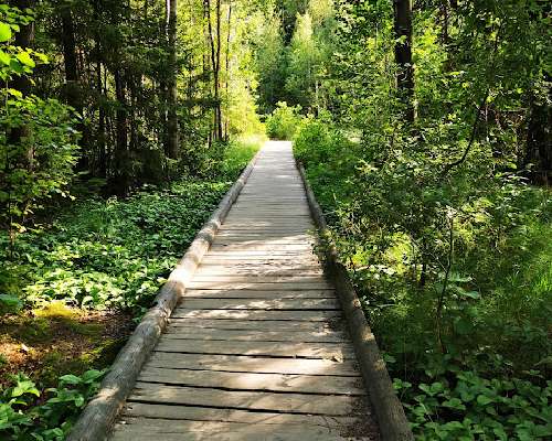 Kuusijärvi ja Kokoomusnaiset