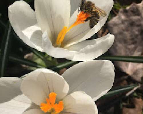 Kevät, krookukset ja jouluruusut! 27.4.2021