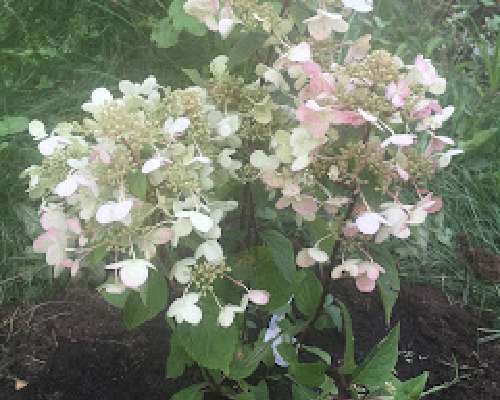 Syyshortensia Hydrangea Living Wim`s Red