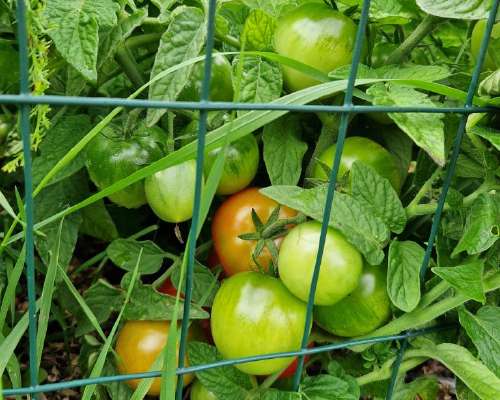 Avomaan tomaatti alkaa tuottamaan satoa