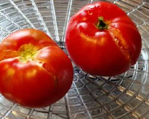 Miksi kerään tomaatit kun ne alkavat punertaa?