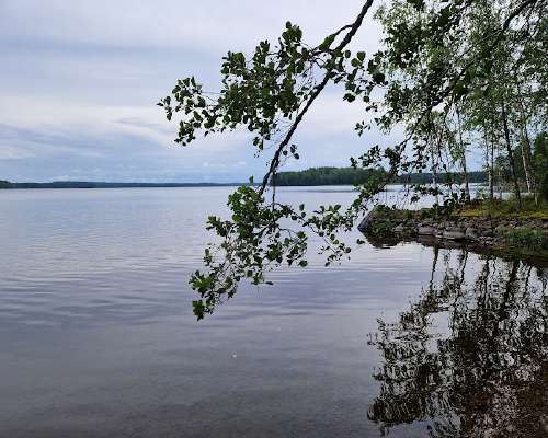 Oksankänkkyröitä