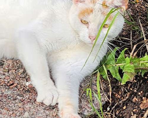 Tunne oma voimasi, älä yritä todistella sitä