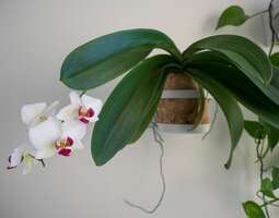 Orkidean kukat lupailee kevään lähestyvän