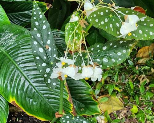 Kuvapostaus: Esteponan orkideapuisto