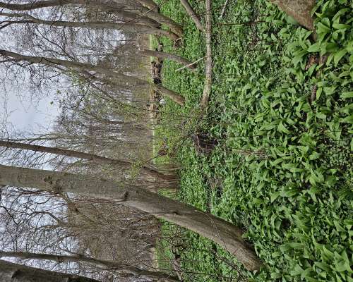 Seasonal in Spring – Fresh Wild Garlic Pesto