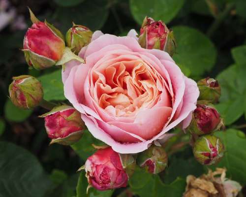 Löysin uuden suosikkiruusun RHS Garden Wisley...