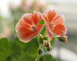 Pelargoniuutisia: Askola kukkii!