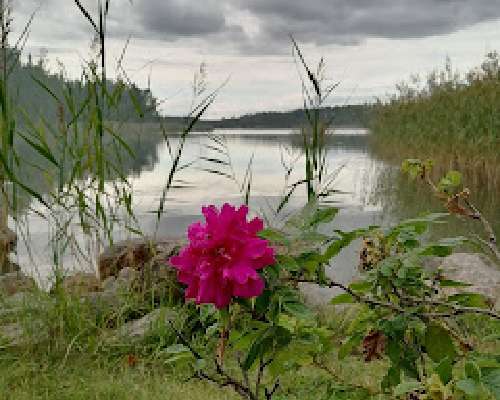 Ensimmäinen viikonloppu, venetsialaiset