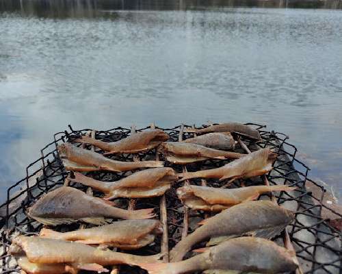 Savuahven kevään kalaisana ykkösherkkuna