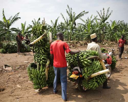 Banaani - hedelmämaailman suurin ihmisoikeusrikos